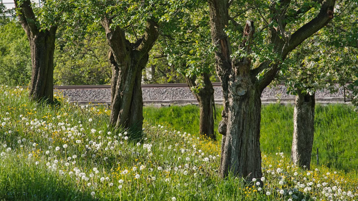 Tranquil field of dandelions and old trees near railway in spring.